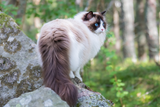 Ragdoll Aufmacher